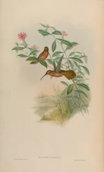 Glaucis Dohrni = Glaucis Dohrnii